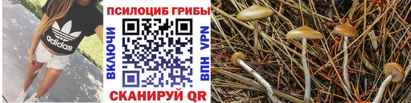 Купить где  Кинель  Псилоцибиновые грибы Psilocybe 